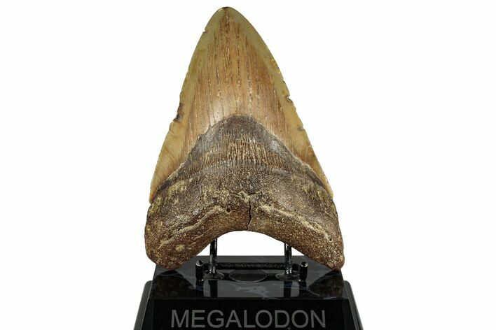 Fossil Megalodon Tooth - Huge NC Meg #328310